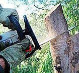 Professional Tree Services in Lone Tree, IA