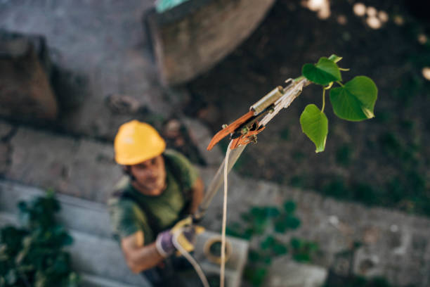 How Our Tree Care Process Works  in  Lone Tree, IA