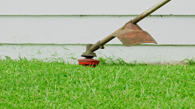 Best Emergency Tree Removal  in Lone Tree, IA